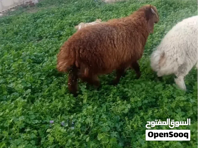 خرفان رعويات صلاة النبي عليهم