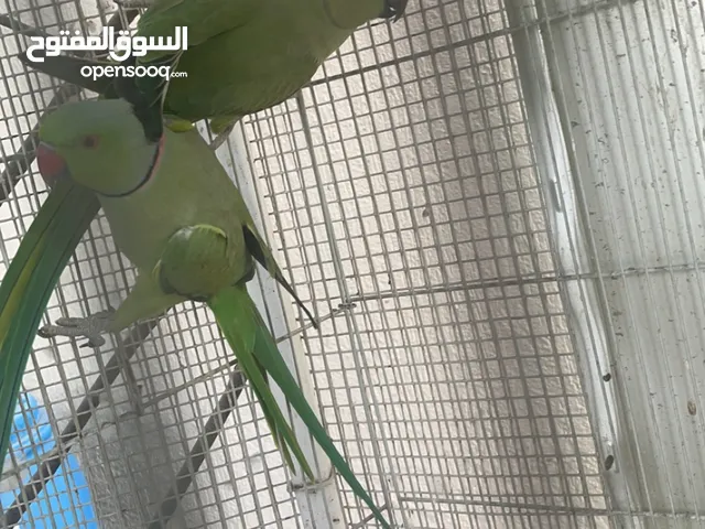جوز دره منتج / فالوصف