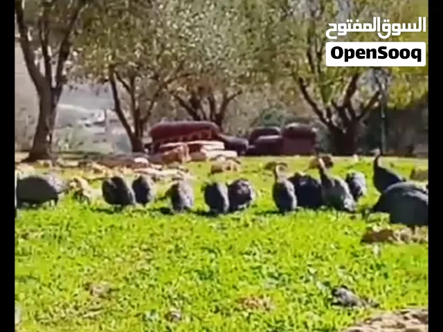 جاج فرعوني.عمر ما يقارب السنه اول فتوح بيض