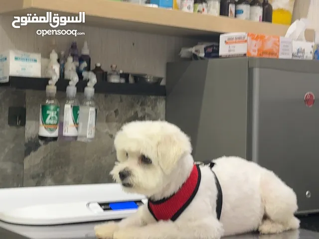 مالتيز العمر سنه متطعم ومعاه جوازه
