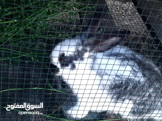ارنب السلاله المانيا مشاءلله تحتها 2صغار