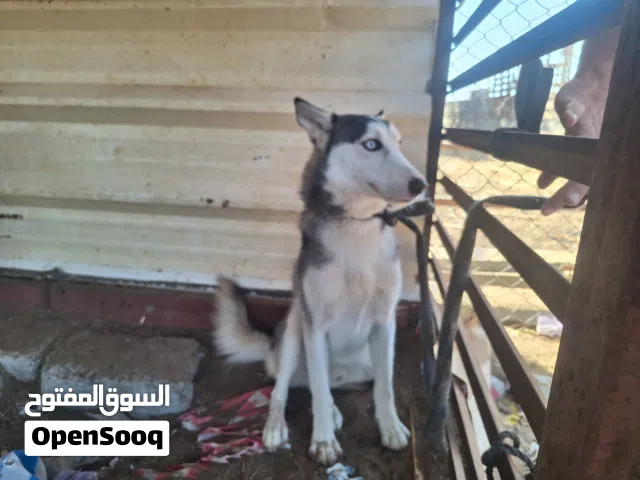 كلاب هاسكي ذكر وانثى