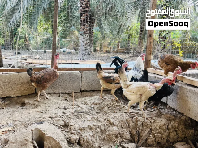 5 دجاجات وديج