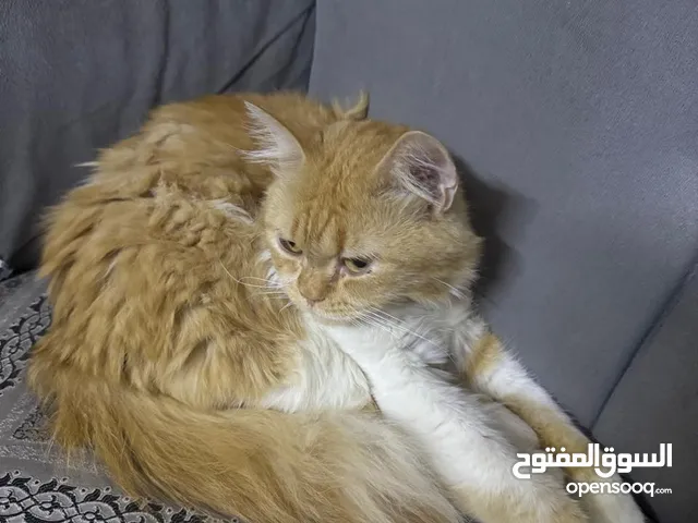 قط تائه في حي الجامعة شط العرب