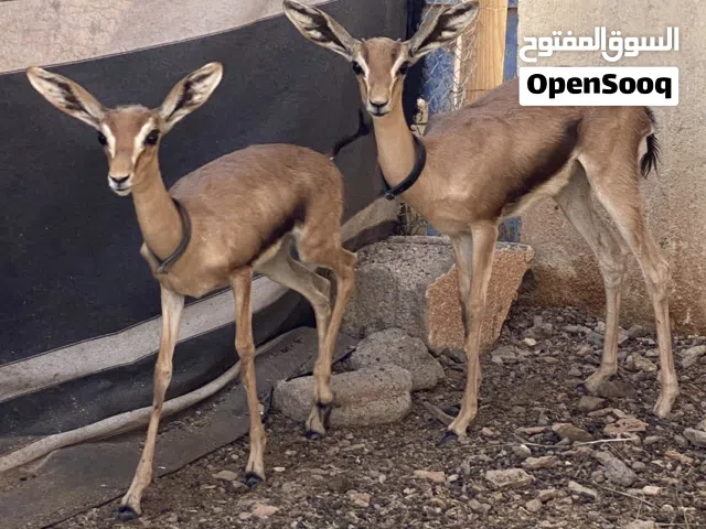 انثى + ذكر غزال الدماني العماني