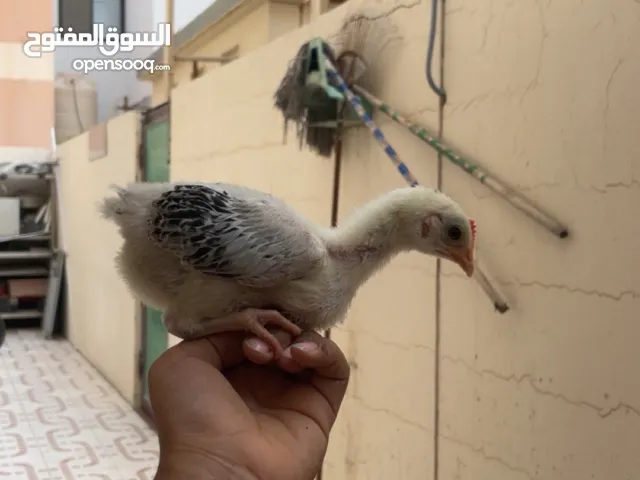 للبيع فرخ فيومي عمره 25يوم