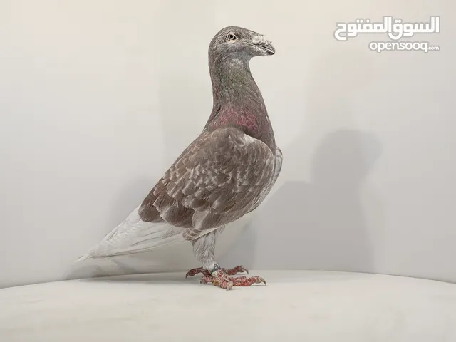 RACE PIGEONS POLAND