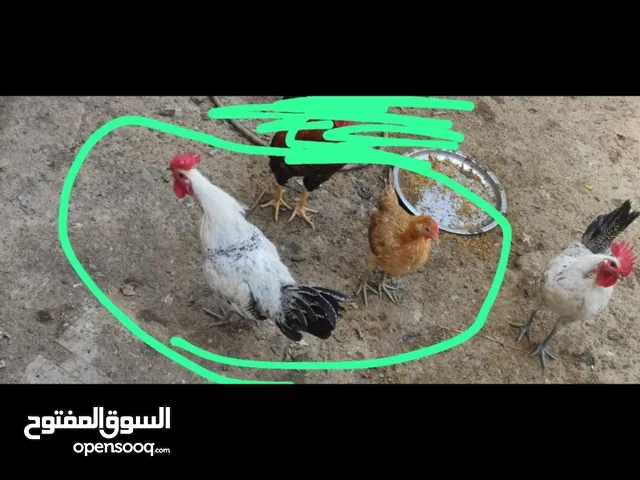 دجاج عرب ديچ ودجاجه مال هاي السنه نشاطه فول