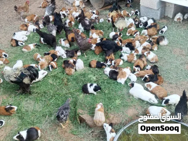 قندي هامستر للبيع