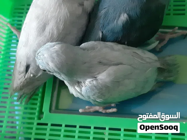 Pacific parrotlet babies homebreed