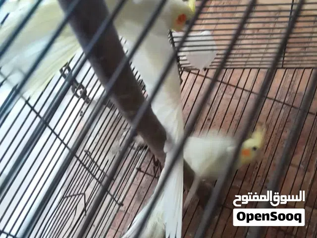 اربعه كوكتيل لاتيني . واحد ذكر و 3 إناث