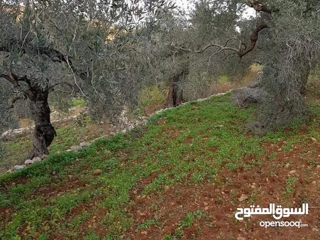 أرض تصنيف أ زيتون