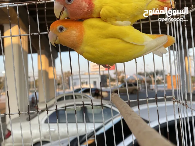 السلام عليكم ورحمه الله بسم الله مشاء الله ربي يبارك