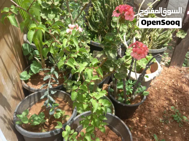 صباريات زينة