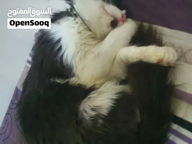 قط منزل ودود قط زكر  لطيف غبر عدواني