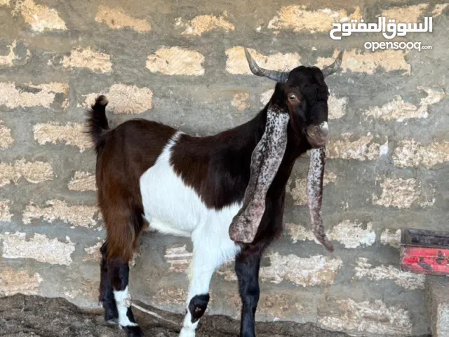 السلام عليكم ورحمة الله وبركاته.....    جدي قبرصي ع باكستاني  لاقوه الا بالله.....10اشهر ....