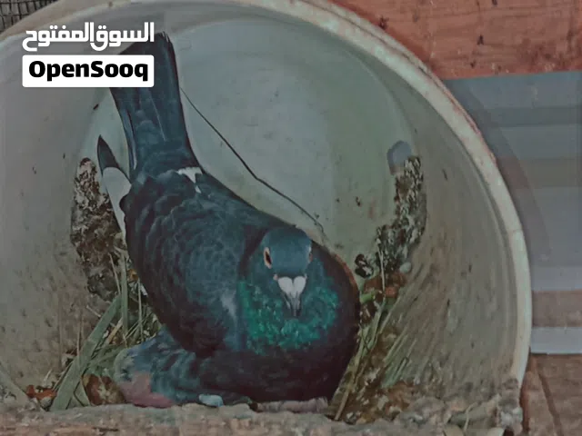 جوز حمام جازل للبيع الجوز والانتاج متاعه