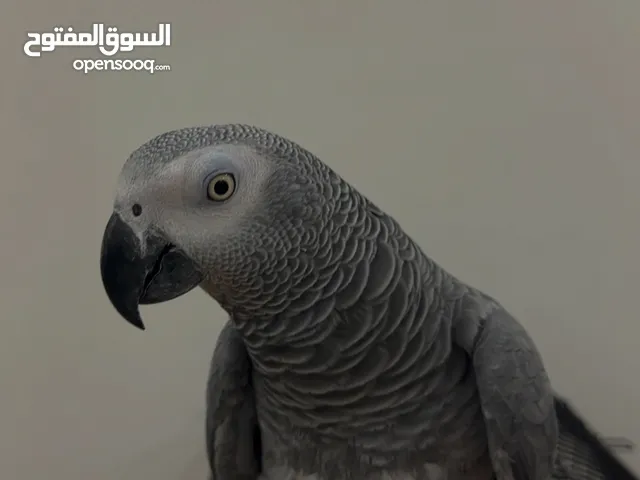 كاسكو هولندي شرط كلام