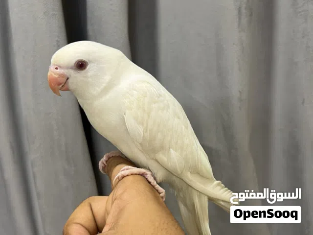 متوه او دره البينو ابيض
