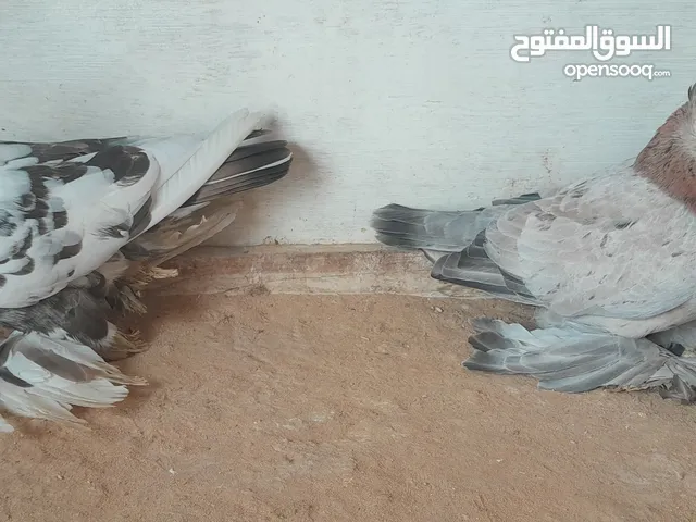 كوبية شقلاب بفروخها دكر مبروص وانتى فولياا