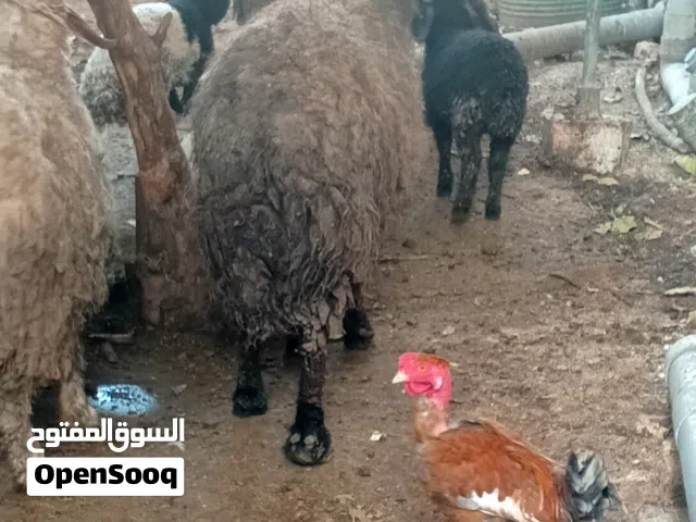 نعجة معها بنتها سن جمع