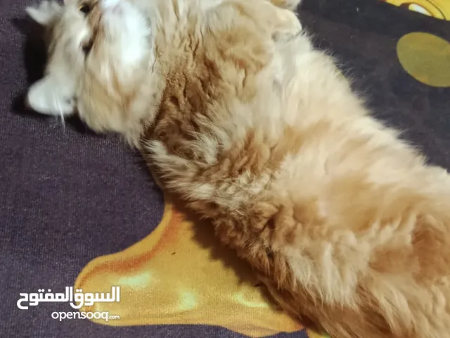 قط برتقالي ذكر