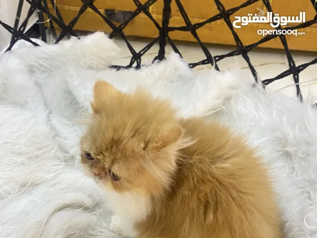 قط بيرشن ذكر عمر 3 شهر نقي ام واب بيرشن