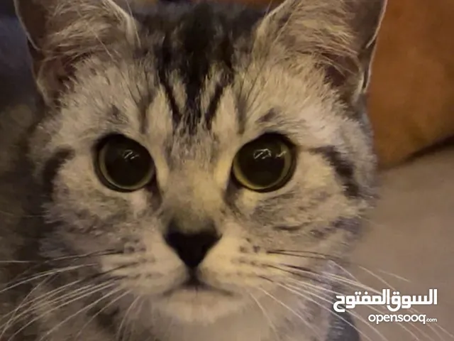 قطه للتبني مع جميع مستلزماتها