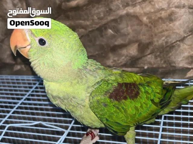 متوه نيبلي
