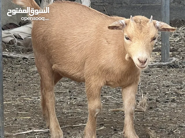ماعز قزم انثى العمر:3 شهور للتواصل:واتس آب على نفس الرقم
