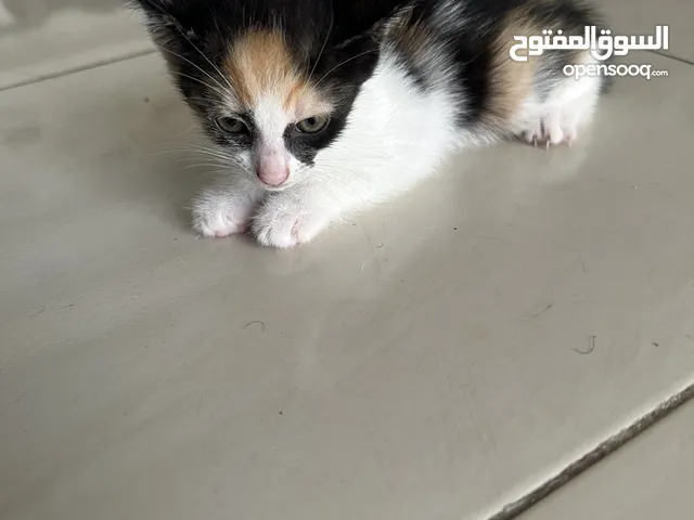 2 Calico Kittens