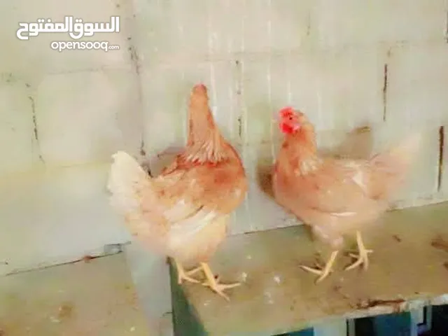 متاح صيصان لوهمان