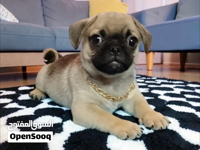 ولد بج pug puppies
