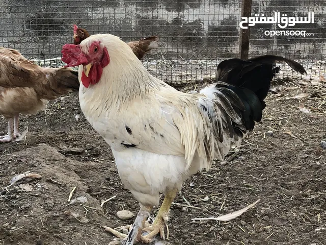 ديك هجين فرنسي و ديك عماني و ارانب عمانيات