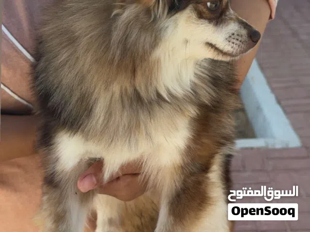 كلب بوميرين عمره سنه انثى مع جواز