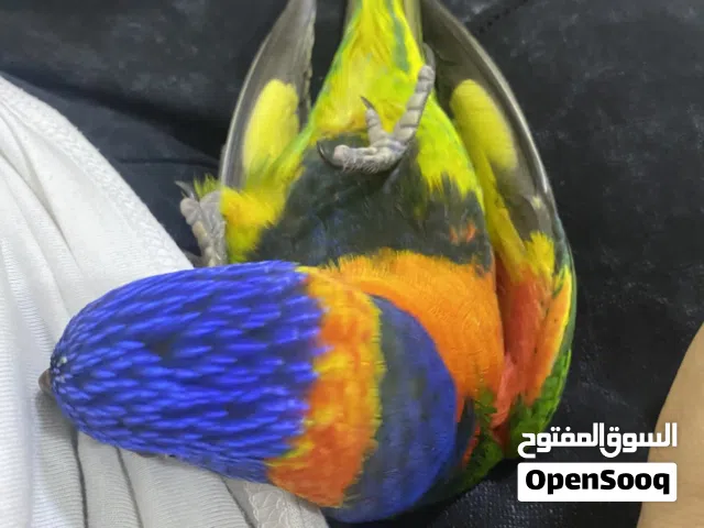 ببغاء لوري