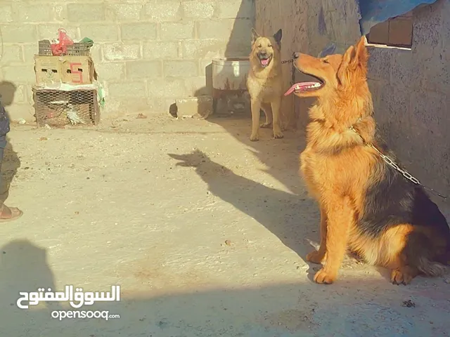 كلب جيرمن سته مخالب