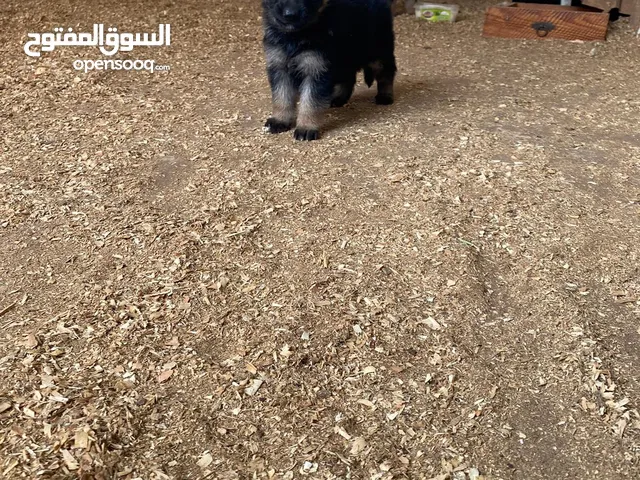 جراو جيرمن مستوى عالي وحبات بتجنن 35 يوم