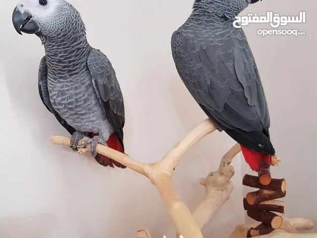 WHATSAPP 052.763.8320 AFRICAN GREY PARROTS FOR ADOPTION