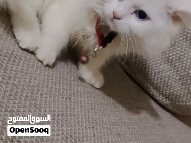 قط شيرازي.