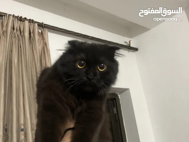 سكوتش فولد للبيع