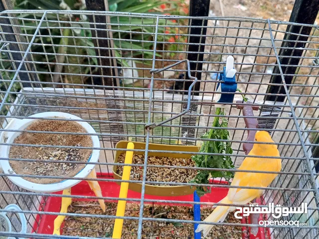 ذكرين كنار جاهزات بالصلاة على النبي