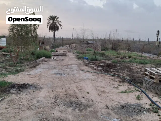 Farm Land for Sale in Basra Karmat Ali