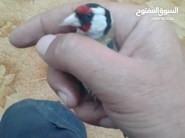 طيور حسون للبيع