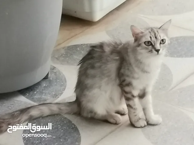 للبيع قطه شيرازيه الحجم متوصط الحجم اللون رصاصي مطلوبلها 25 ريال