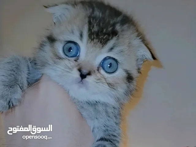 قط سكوتش فولد بيور