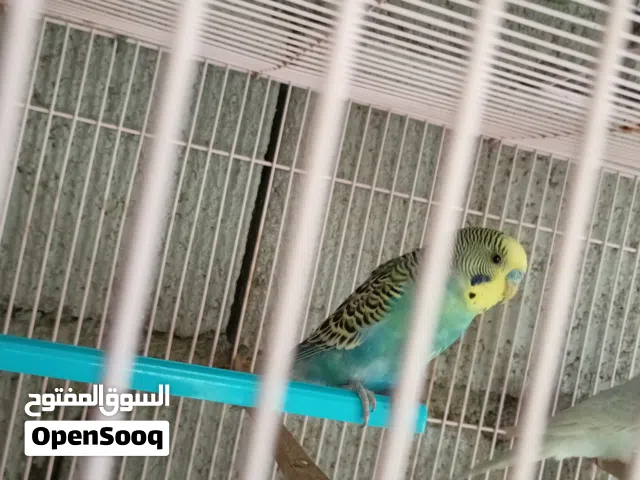 طير حب ذكر