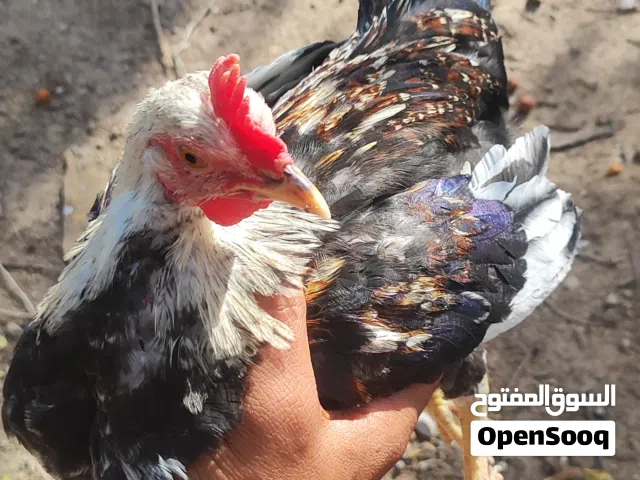 دجاجات و ديوچة دندراوي