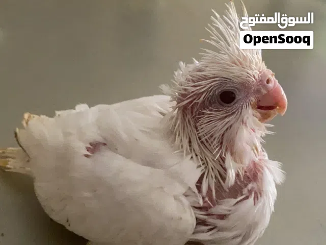 فروخ كوكتيل للغر و التدريب