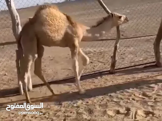جعود رضيع محشوم